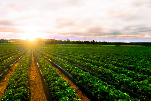 Landscape Horticulture